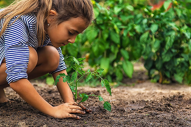 Young girl planting a tomato plant